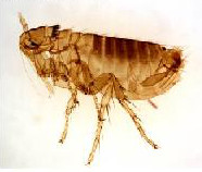 Flea - Parasite Control