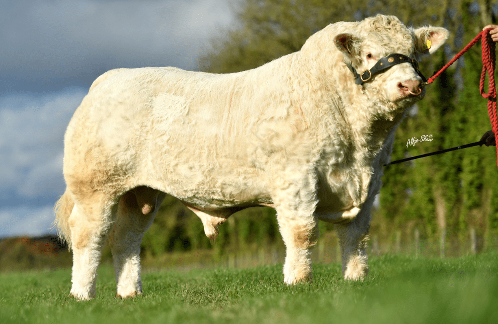 Charolais: Ballym Rocco