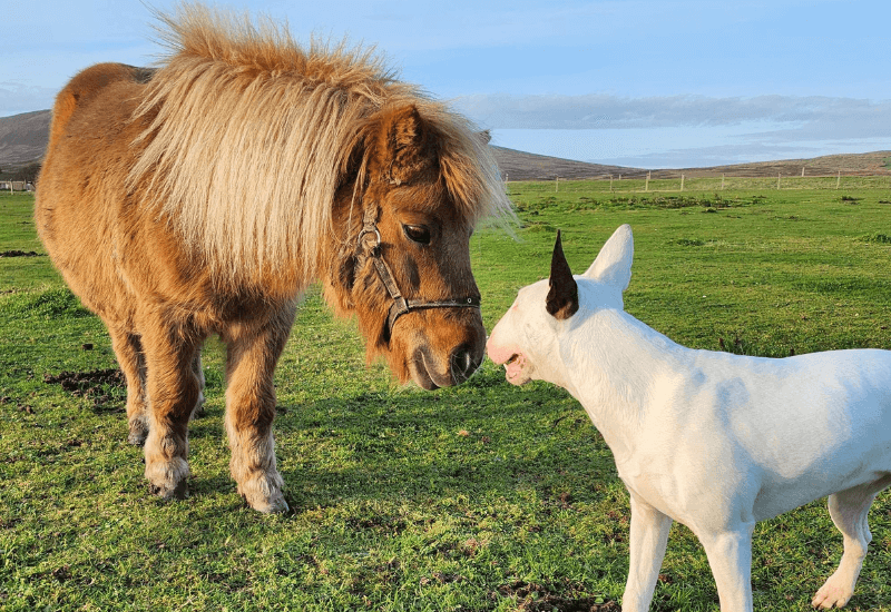 A dog and a pony