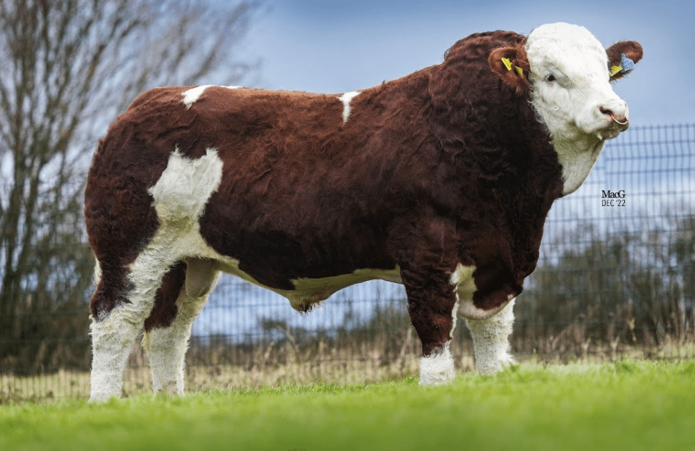 Simmental: Broombrae Major