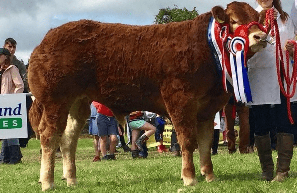 Limousin: Claddagh Mccabe