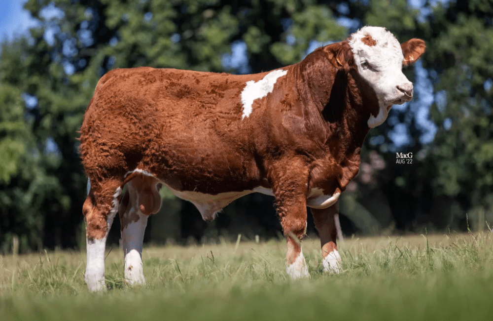 Simmental: Dinton Meteor PP