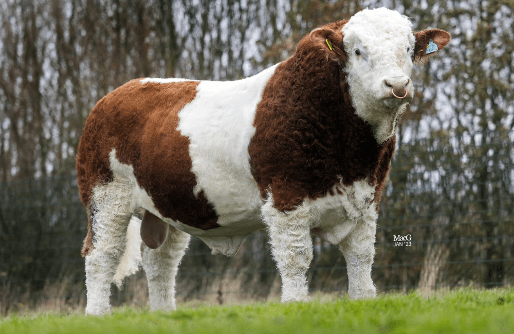 Simmental: Fallhills Marvel Pp