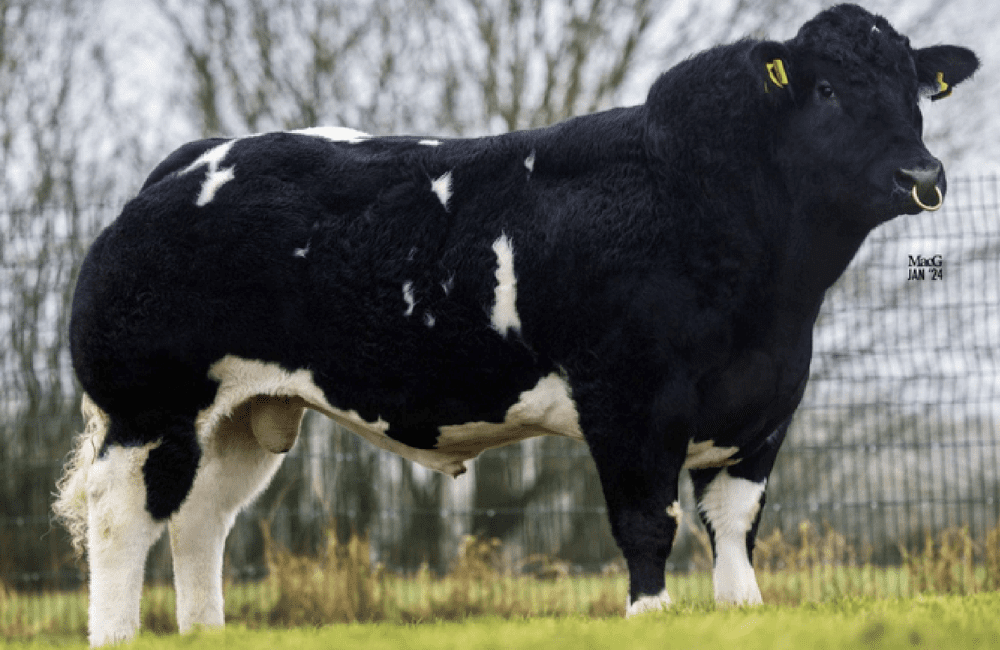 British Blues: Kersey Stardust Pp