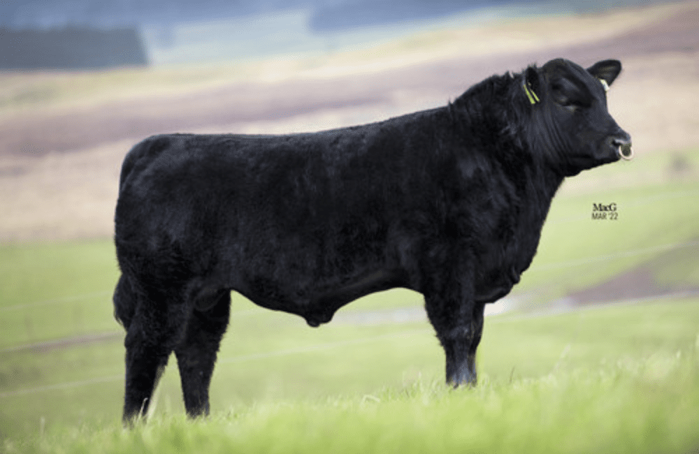Aberdeen Angus: Netherton Black Rain