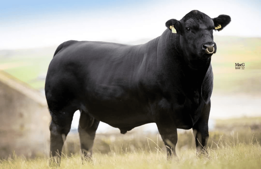 Aberdeen Angus: Skaill Dalton