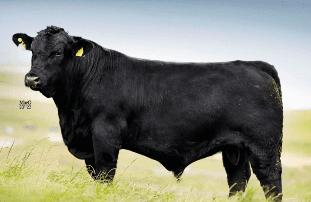 Aberdeen Angus: Skaill Evelix
