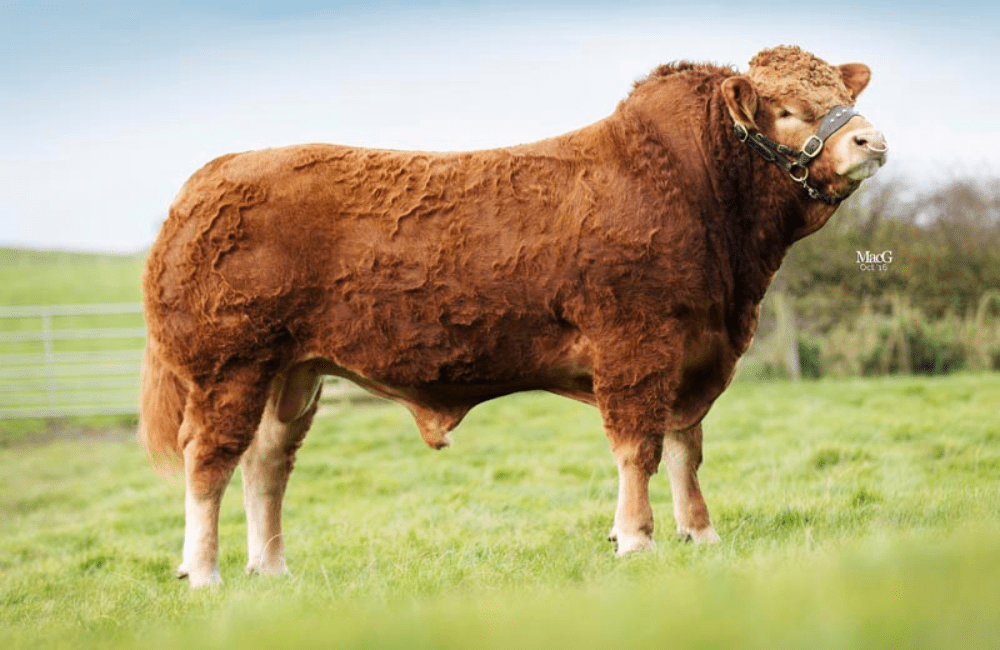 Limousin: Tweeddale Lennox
