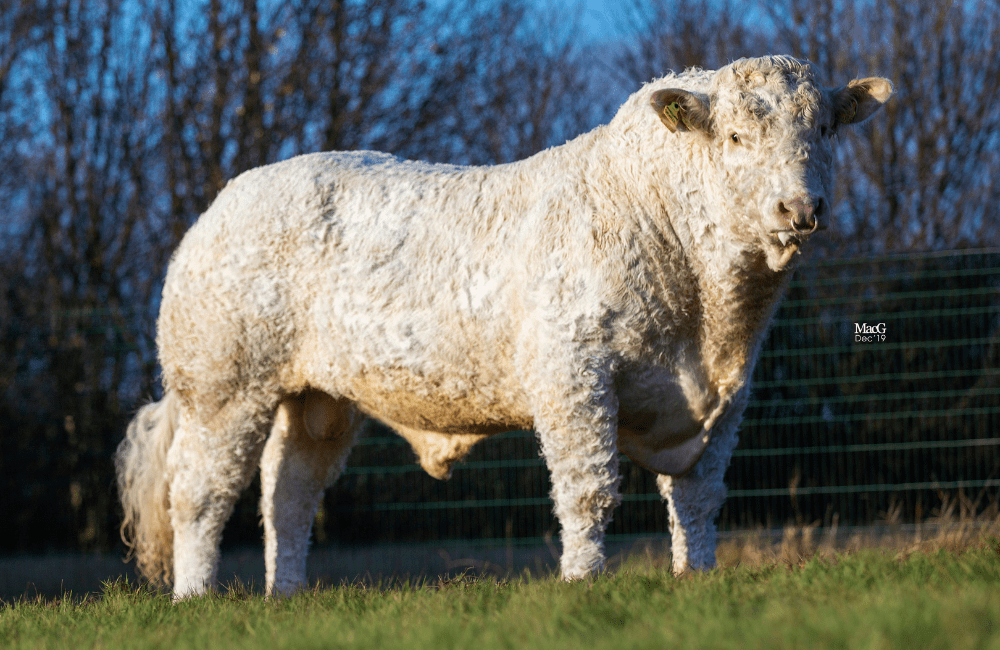 Charolais: Whitecliffe Orwell