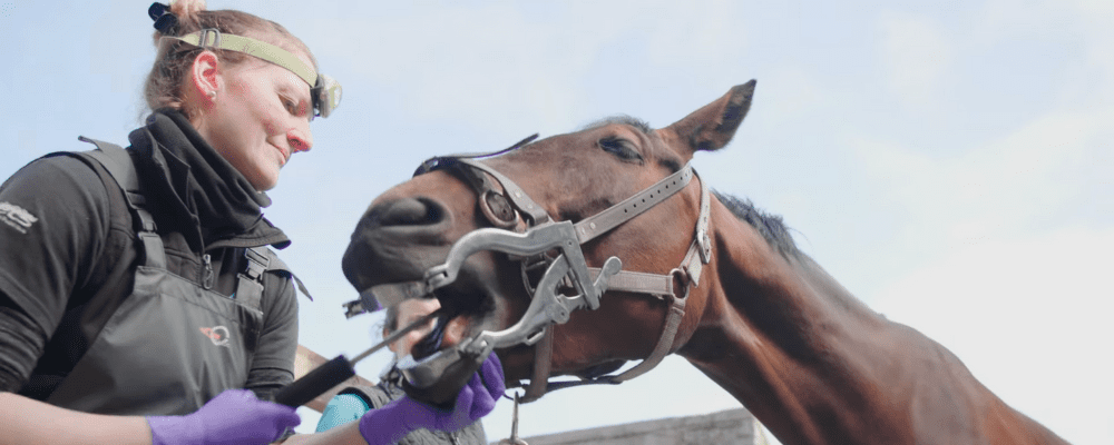 Equine