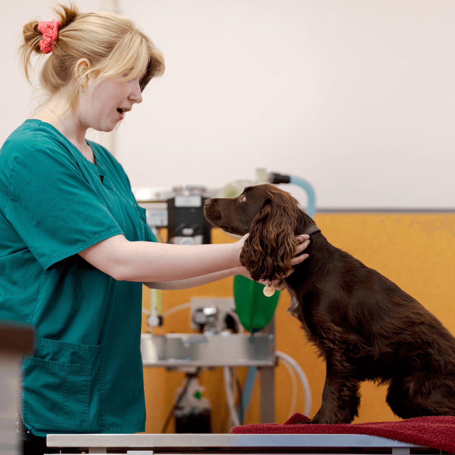 Northvet nurse clinics