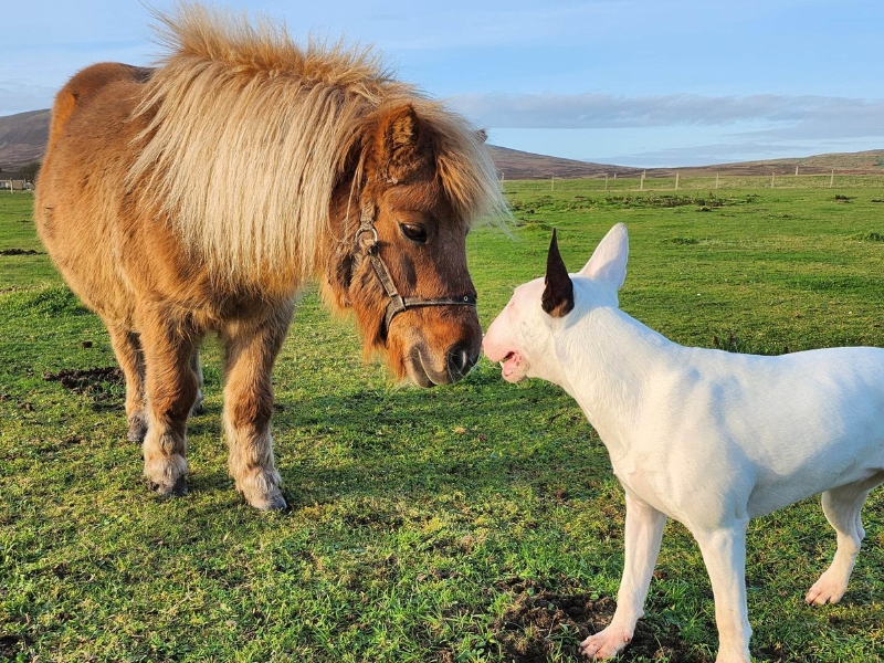 A dog and a pony