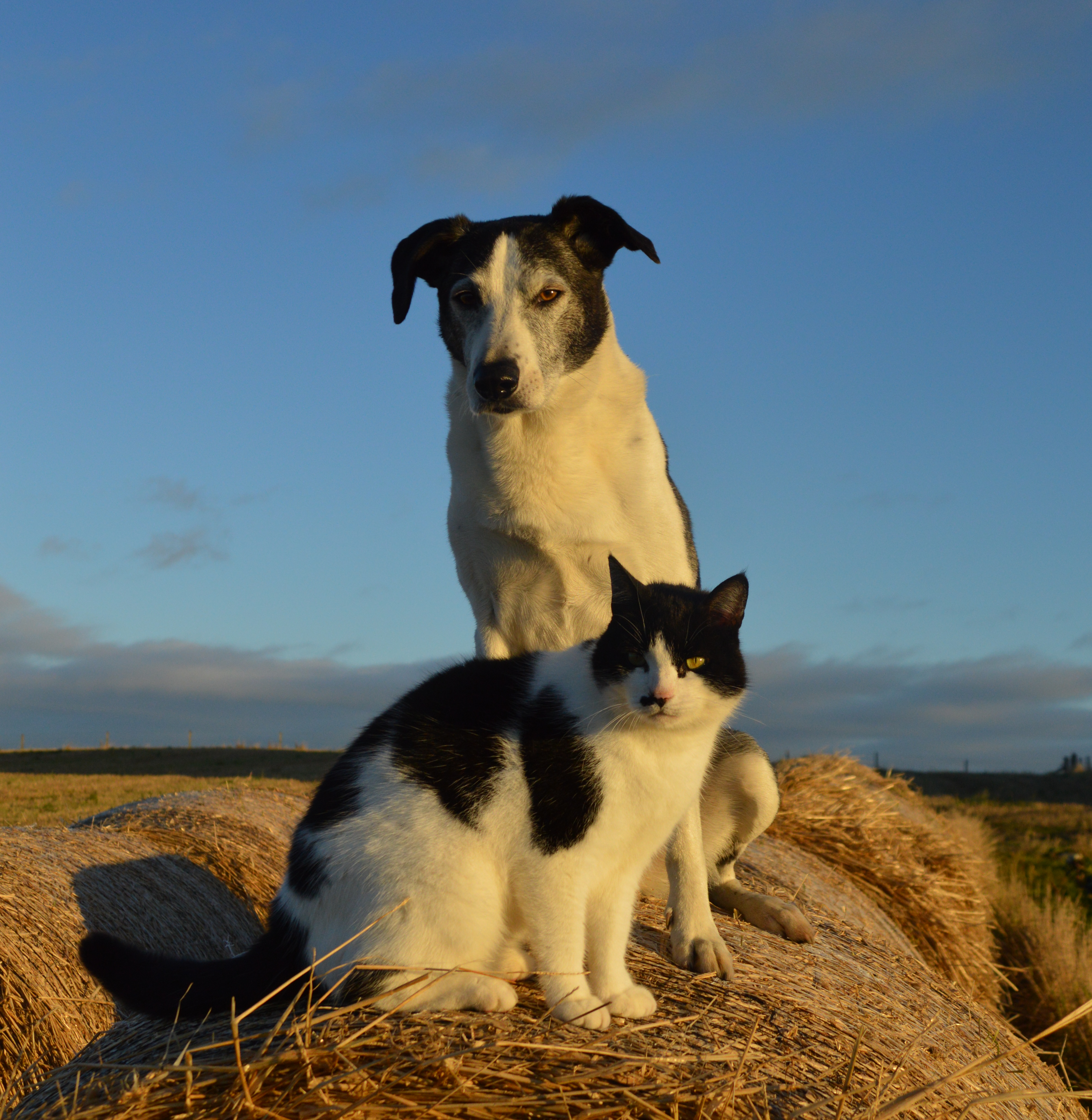 Stig & George on a hay